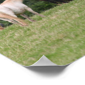 Bob Langrish | Welsh Ponies Standing in Field Poster (Hoek)