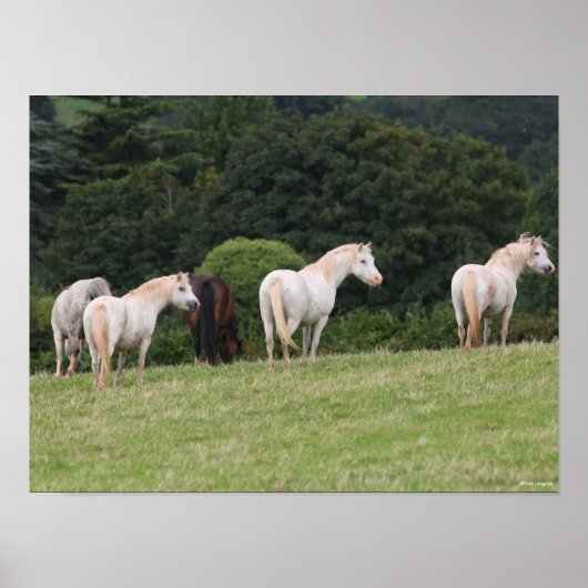 Bob Langrish | Welsh Ponies Standing in Field Poster (Voorkant)