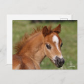 Bob Langrish | Welsh Pony Foal Headshot Briefkaart (Voorkant / Achterkant)