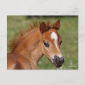 Bob Langrish | Welsh Pony Foal Headshot Briefkaart (Voorkant)