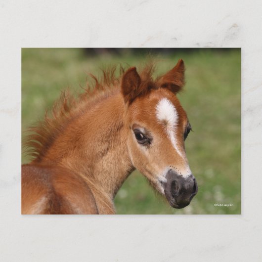 Bob Langrish | Welsh Pony Foal Headshot Briefkaart (Voorkant)