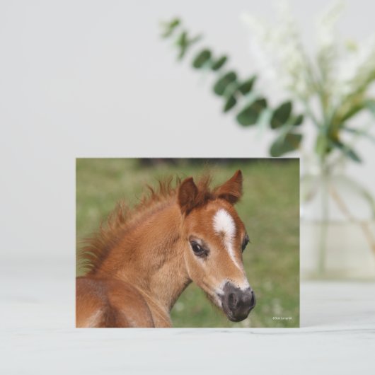 Bob Langrish | Welsh Pony Foal Headshot Briefkaart (Staand voorkant)