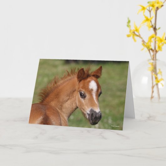 Bob Langrish | Welsh Pony Foal Headshot Kaart (Gele Bloem)