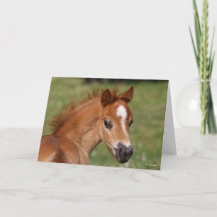 Bob Langrish   Welsh Pony Foal Headshot Kaart