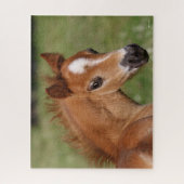 Bob Langrish | Welsh Pony Foal Headshot Legpuzzel (Verticaal)