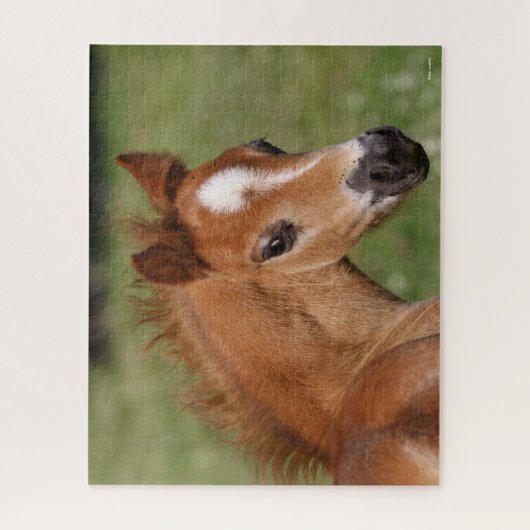 Bob Langrish | Welsh Pony Foal Headshot Legpuzzel (Verticaal)