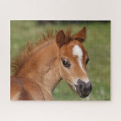 Bob Langrish | Welsh Pony Foal Headshot Legpuzzel (Horizontaal)