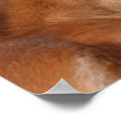 Bob Langrish | Welsh Pony Foal Headshot Poster (Hoek)