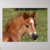 Bob Langrish | Welsh Pony Foal Headshot Poster (Voorkant)