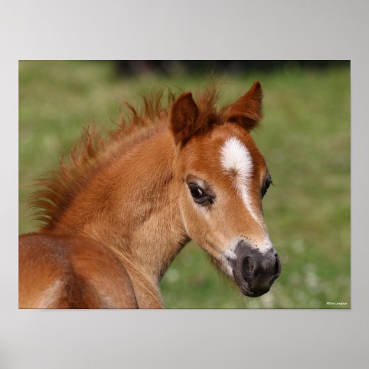 Bob Langrish | Welsh Pony Foal Headshot Poster (Voorkant)