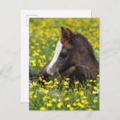 Bob Langrish | Welsh Pony Foal Lying in Grass Briefkaart (Voorkant / Achterkant)
