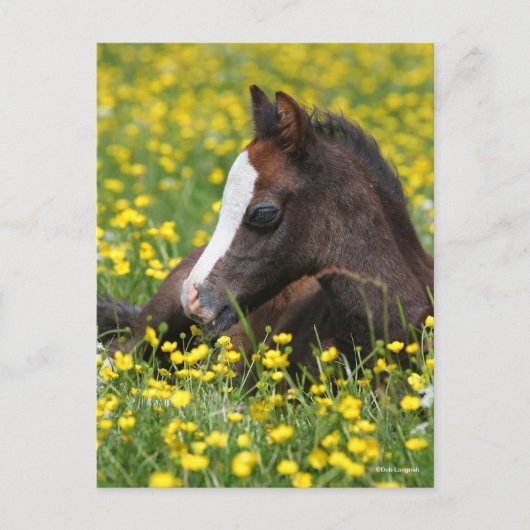 Bob Langrish | Welsh Pony Foal Lying in Grass Briefkaart (Voorkant)