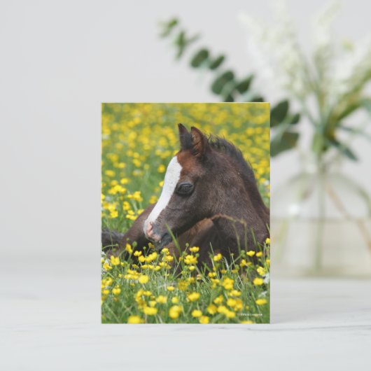 Bob Langrish | Welsh Pony Foal Lying in Grass Briefkaart (Staand voorkant)