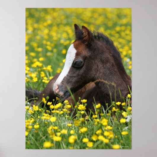 Bob Langrish | Welsh Pony Foal Lying in Grass Poster (Voorkant)