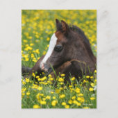 Bob Langrish | Welsh Pony Foal Resting In Flowers Briefkaart (Voorkant)