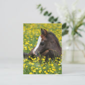 Bob Langrish | Welsh Pony Foal Resting In Flowers Briefkaart (Staand voorkant)