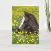 Bob Langrish | Welsh Pony Foal Resting In Flowers Kaart (Voorkant)