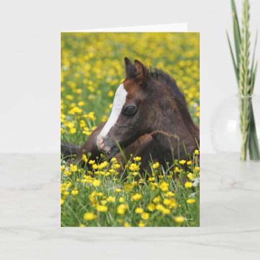 Bob Langrish | Welsh Pony Foal Resting In Flowers Kaart (Voorkant)