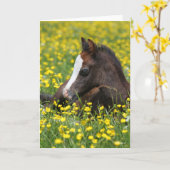 Bob Langrish | Welsh Pony Foal Resting In Flowers Kaart (Gele Bloem)