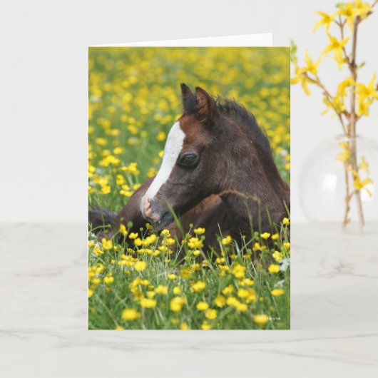 Bob Langrish | Welsh Pony Foal Resting In Flowers Kaart (Gele Bloem)