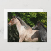 Bob Langrish | Welsh Pony Mare and Foal Headshot Briefkaart (Voorkant / Achterkant)