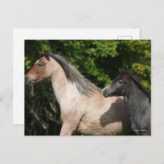 Bob Langrish | Welsh Pony Mare and Foal Headshot Briefkaart (Voorkant / Achterkant)