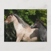 Bob Langrish | Welsh Pony Mare and Foal Headshot Briefkaart (Voorkant)