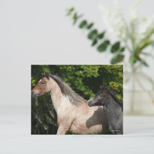 Bob Langrish | Welsh Pony Mare and Foal Headshot Briefkaart (Staand voorkant)