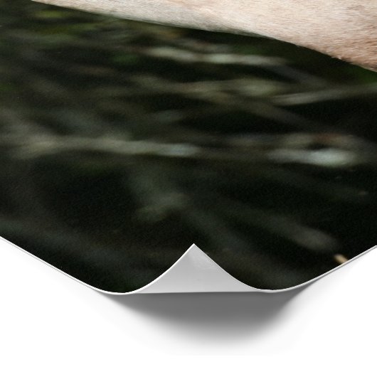 Bob Langrish | Welsh Pony Mare and Foal Headshot Poster (Hoek)