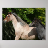 Bob Langrish | Welsh Pony Mare and Foal Headshot Poster (Voorkant)