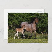Bob Langrish | Welsh Pony Mare and Foal Running Briefkaart (Voorkant / Achterkant)
