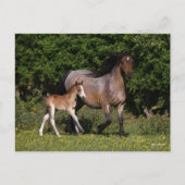 Bob Langrish | Welsh Pony Mare and Foal Running Briefkaart (Voorkant)