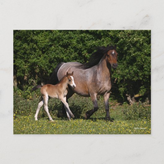 Bob Langrish | Welsh Pony Mare and Foal Running Briefkaart (Voorkant)
