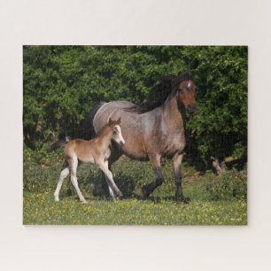 Bob Langrish   Welsh Pony Mare and Foal Running Legpuzzel