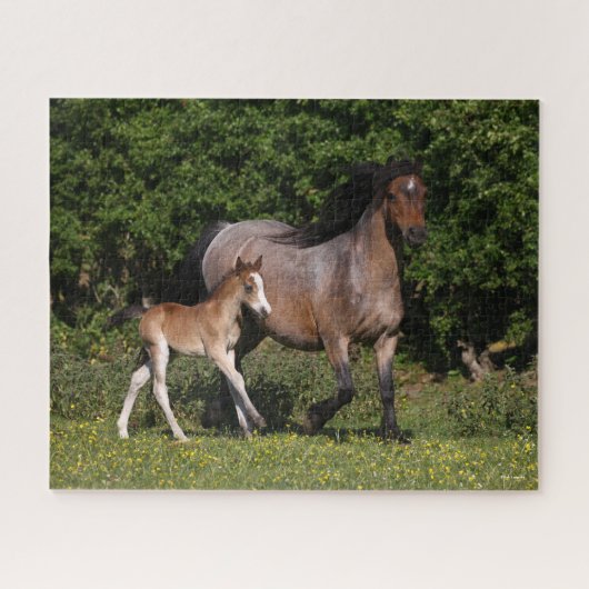 Bob Langrish | Welsh Pony Mare and Foal Running Legpuzzel (Horizontaal)