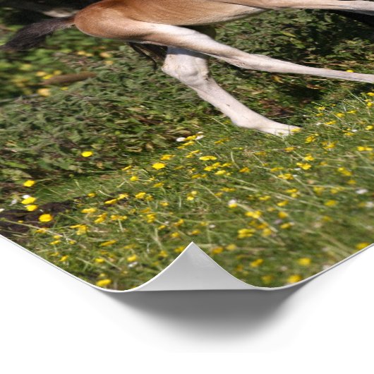 Bob Langrish | Welsh Pony Mare and Foal Running Poster (Hoek)