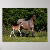 Bob Langrish | Welsh Pony Mare and Foal Running Poster (Voorkant)