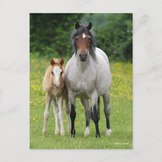Bob Langrish | Welsh Pony Mare and Foal Standing Briefkaart (Voorkant)