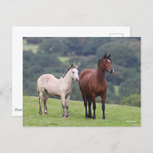 Bob Langrish   Welsh Pony Mare and Foal Standing Briefkaart
