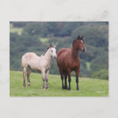 Bob Langrish | Welsh Pony Mare and Foal Standing Briefkaart (Voorkant)