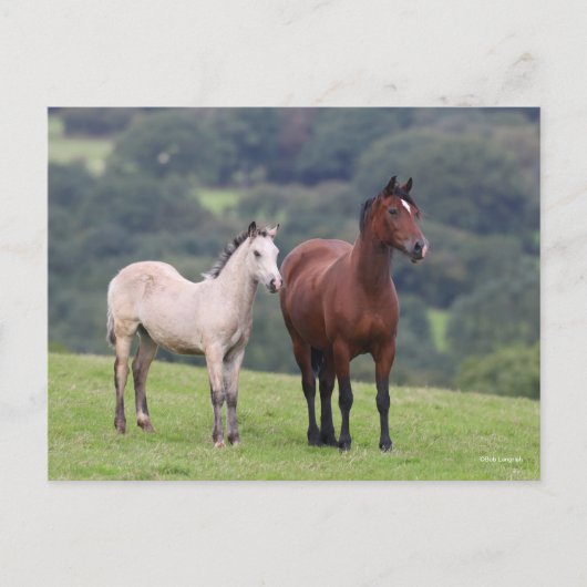 Bob Langrish | Welsh Pony Mare and Foal Standing Briefkaart (Voorkant)