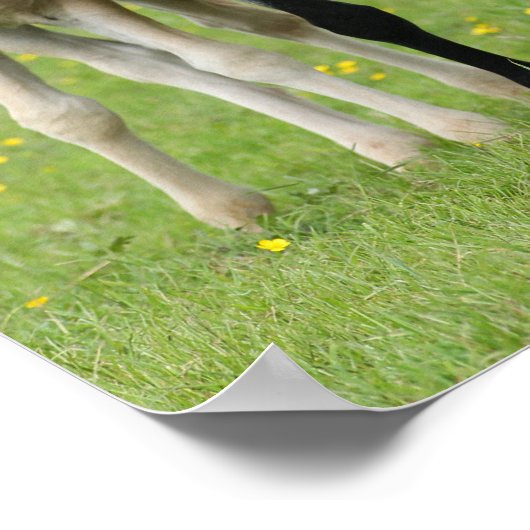 Bob Langrish | Welsh Pony Mare and Foal Standing Poster (Hoek)