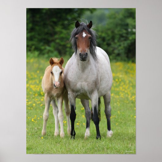Bob Langrish | Welsh Pony Mare and Foal Standing Poster (Voorkant)