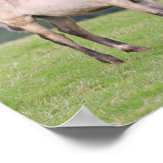 Bob Langrish | Welsh Pony Mare and Foal Standing Poster (Hoek)