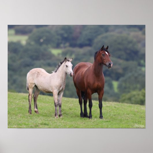 Bob Langrish | Welsh Pony Mare and Foal Standing Poster (Voorkant)
