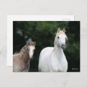 Bob Langrish | Welsh Pony Mare en Foal Briefkaart (Voorkant / Achterkant)