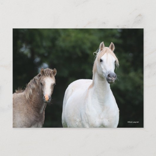 Bob Langrish | Welsh Pony Mare en Foal Briefkaart (Voorkant)