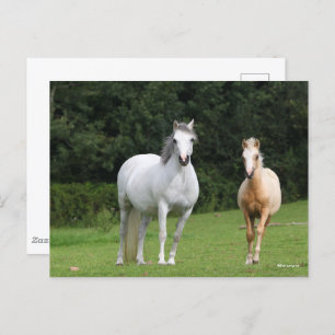 Bob Langrish   Welsh Pony Mare en Foal Briefkaart