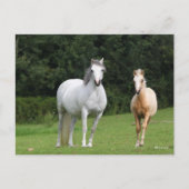 Bob Langrish | Welsh Pony Mare en Foal Briefkaart (Voorkant)