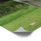 Bob Langrish | Welsh Pony Mare en Foal Poster (Hoek)